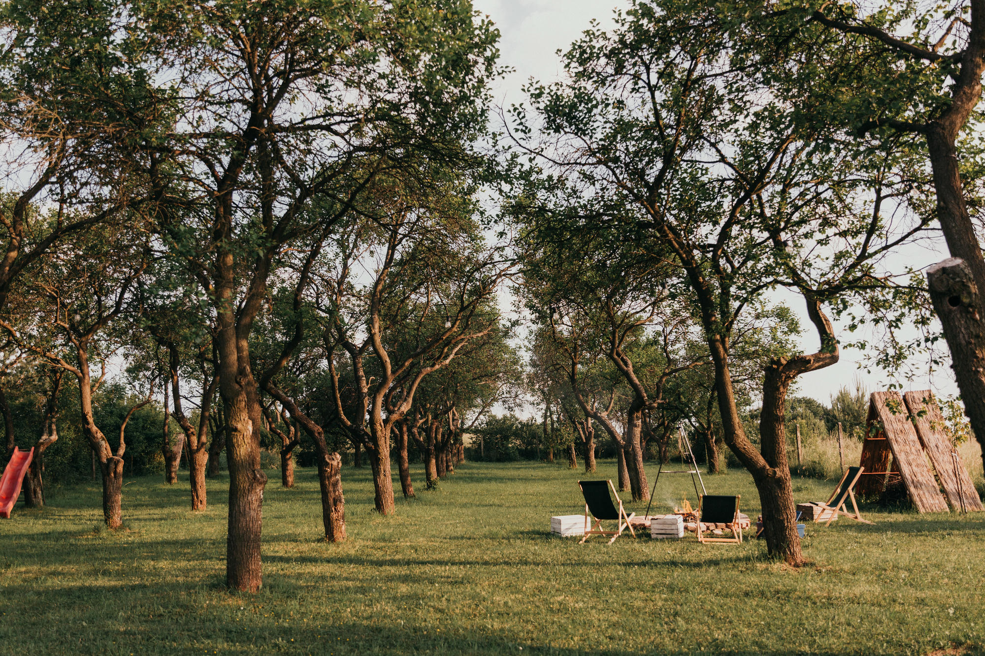 Gęsty sad z krętymi pniami tworzy alejkę, pośród której na zielonej trawie ustawione leżaki i ognisko